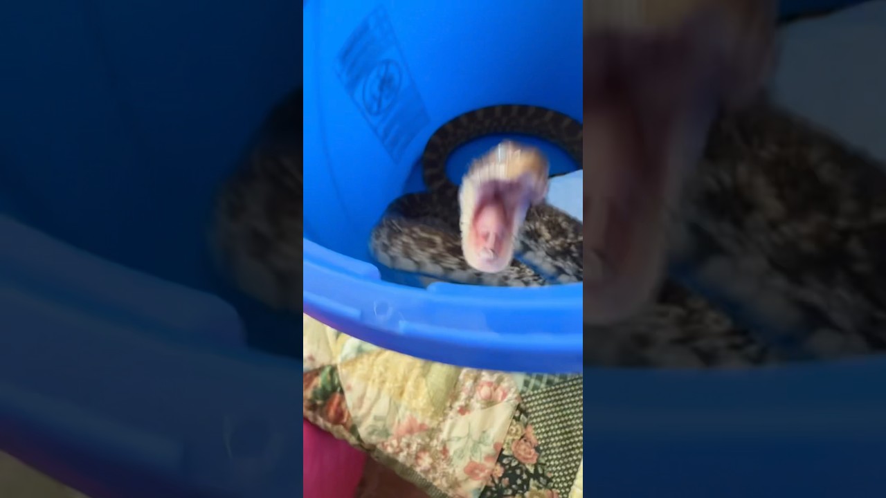 Bull Snake Rescue + Baby Turkey!