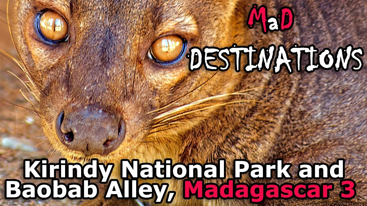 Kirindy Forest and Baobab Alley - Madagascar Pt 3
