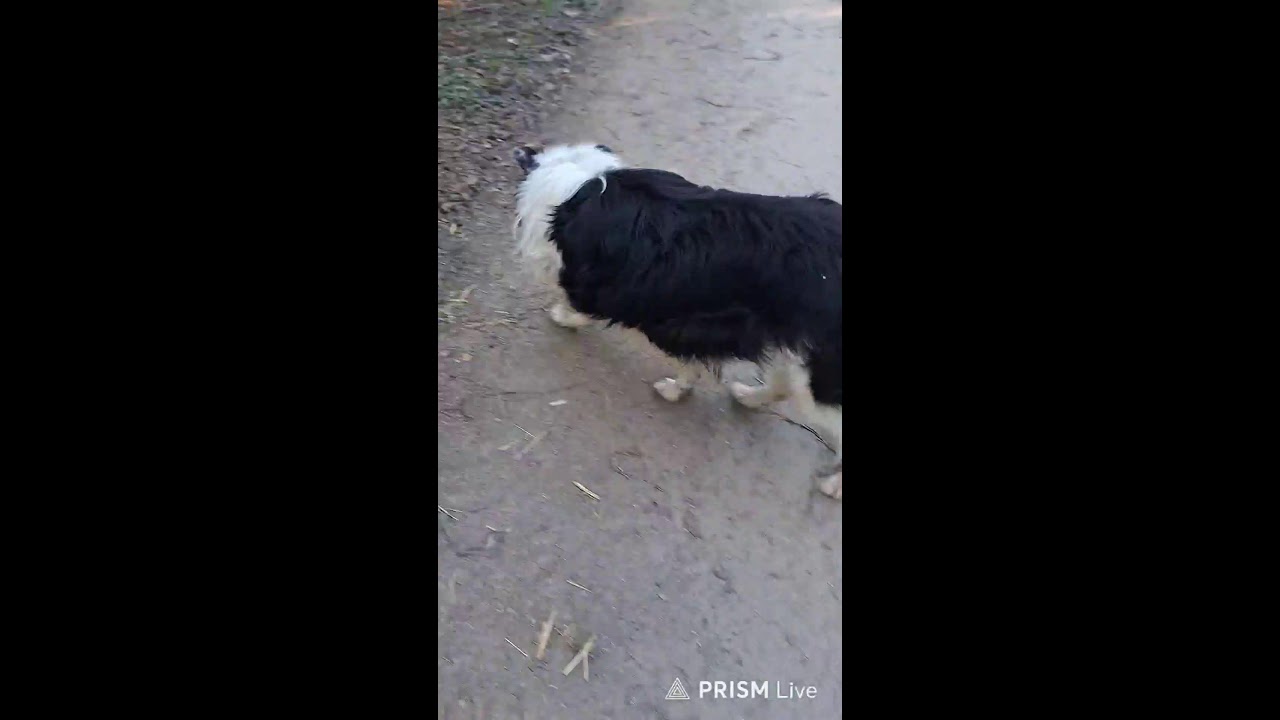 Kutyás élő adás