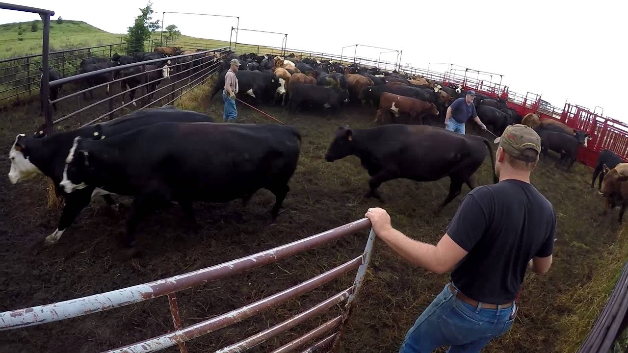 Cattle Roundup and Sale
