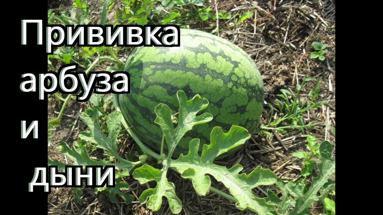 Как я прививаю арбузы и дыни.