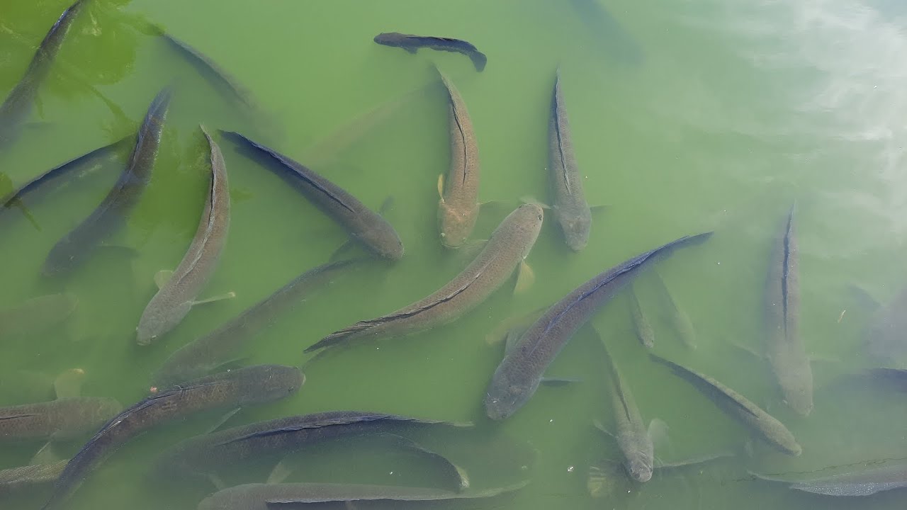হযরত শাহজালাল (রঃ) এর মাজার শরীফে জিন কে গজার ও শোল মাছ রূপে বন্দী করে রাখা হয়েছে | Jin captive |