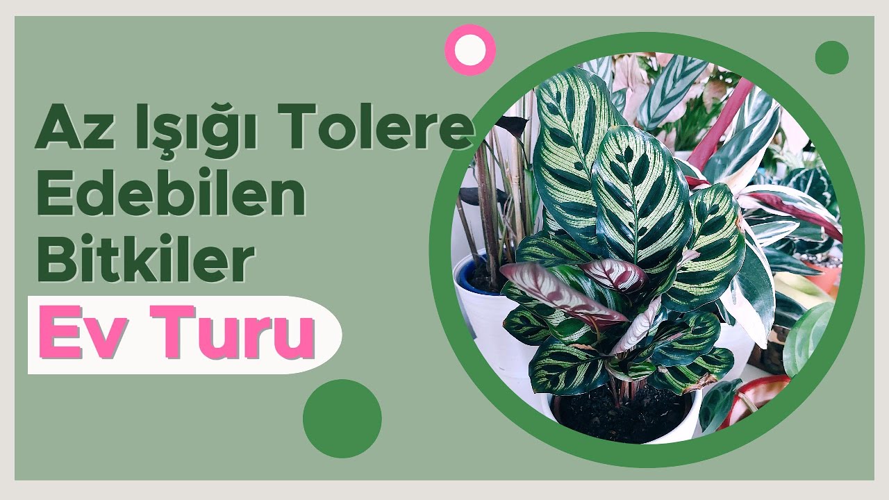 Az Işığı Tolere Edebilen Bitkiler ve Ev Turu 🌿💚💡