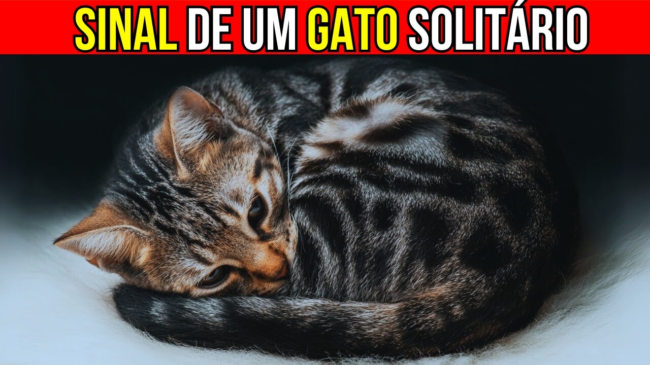 Por que seu gato dorme ASSIM? Você vai se arrepender de não ter notado antes!