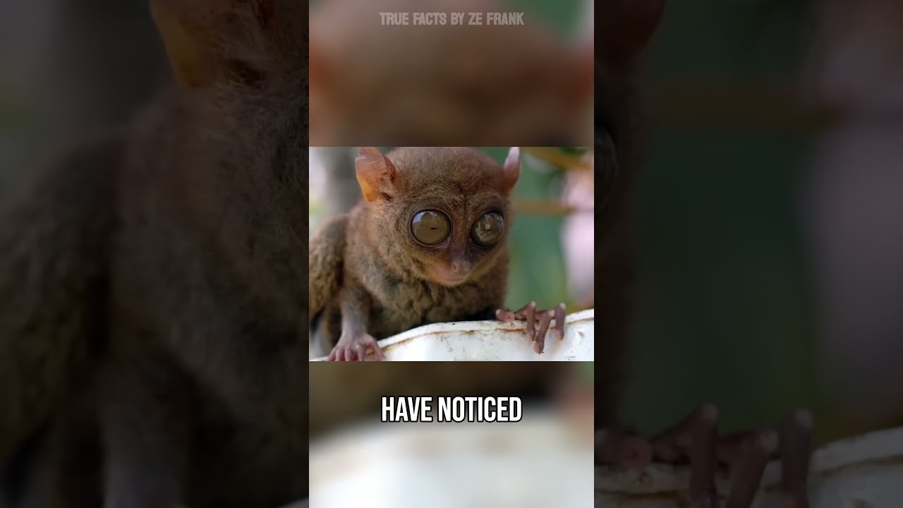 the tarsier is like a small teddy bear...  #truefacts #tarsier