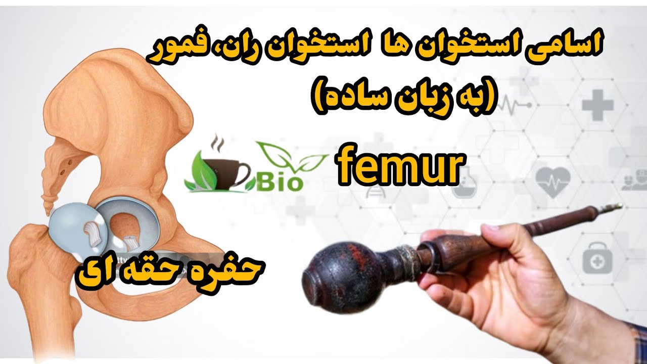 استخوان ران، فمور، حفره حقه ای، femur, acetabulum, وافور،