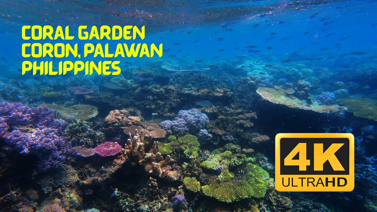 Coral Garden in Coron, Palawan, Philippines | 2024 | Summer