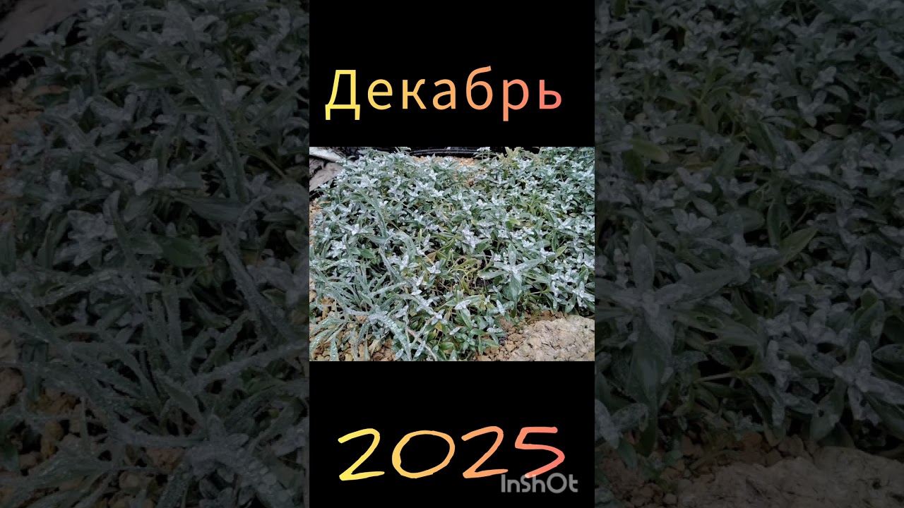 💞Цветы в декабре⚘️🍁