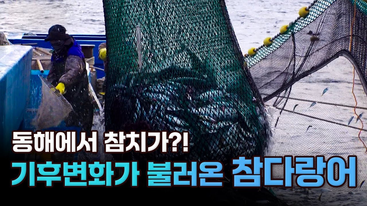 [특별기획] 대한민국 바다의 위기가 찾아 왔다!  [동해의 참치 1부]