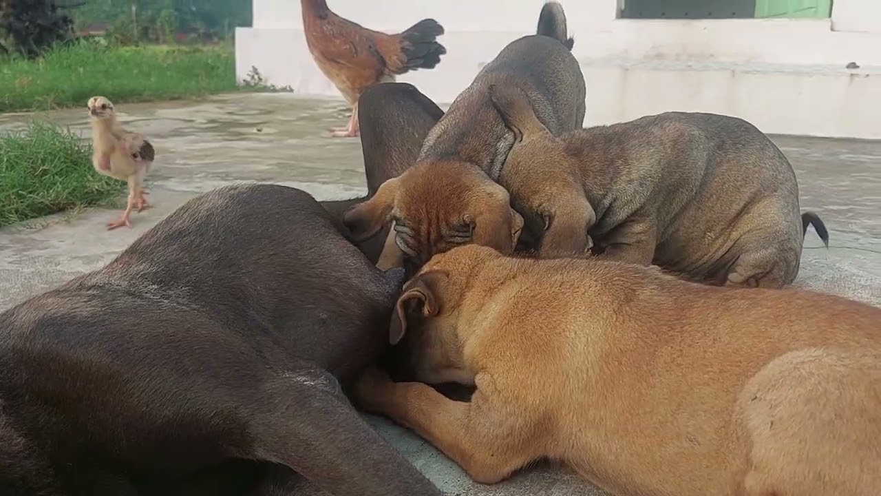 Family dog 🐕🐕