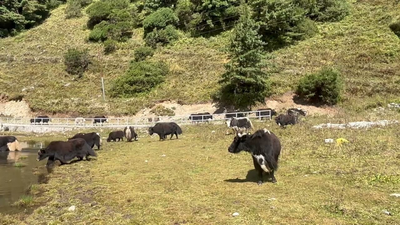 Titi lake Lete,Mustang