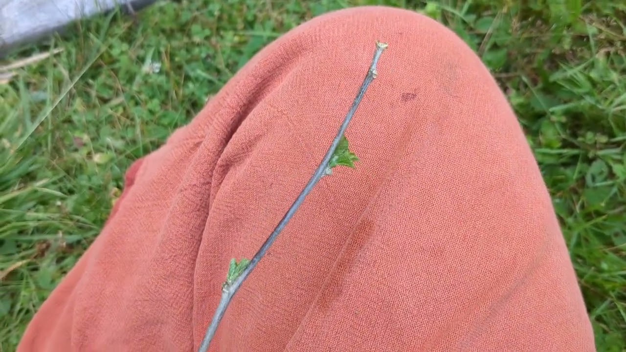 Rose of Sharon Propagation | Notes, Observations, and Surprises