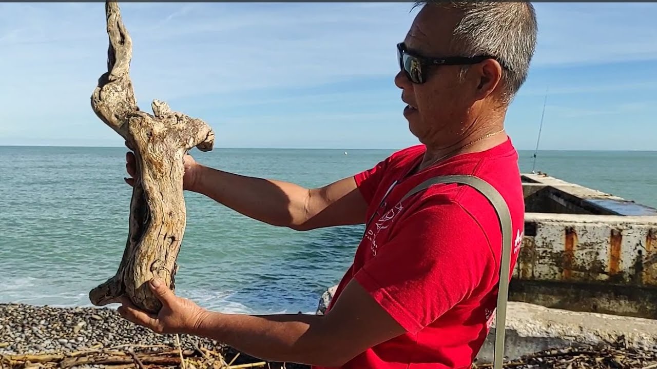 Des tonnes de racines et bois flotté gratuites