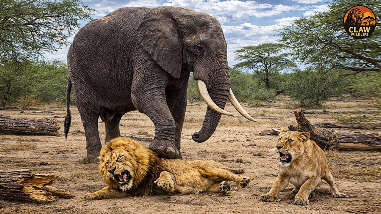 Savage Africa &ndash; When Elephants Challenge the Lion&rsquo;s Rule of the Savanna | Wildlife Documentary