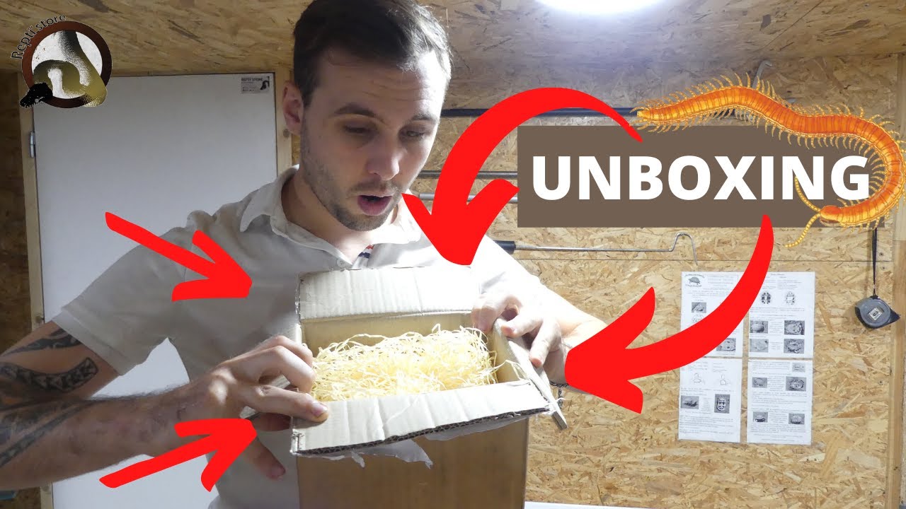 Une NOUVELLE espèce de IULE !!!!!