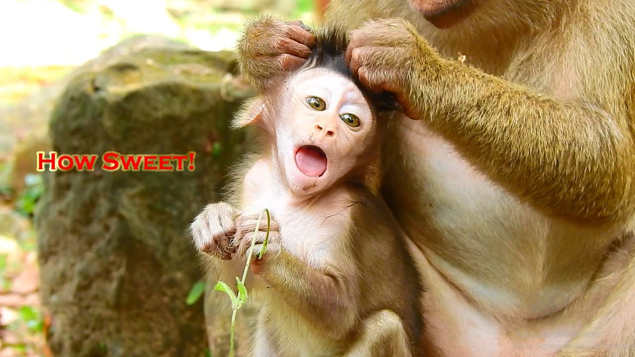 O.M.G! How cute & lovely baby Quinton reacts to monkey Bonita grooming!