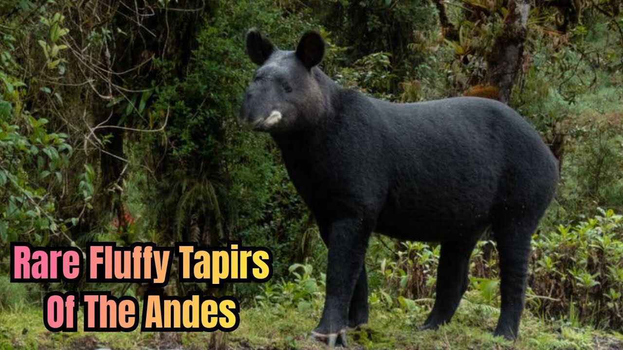 Mountain Tapir: Elusive Woolly Tapirs Of The High Andes