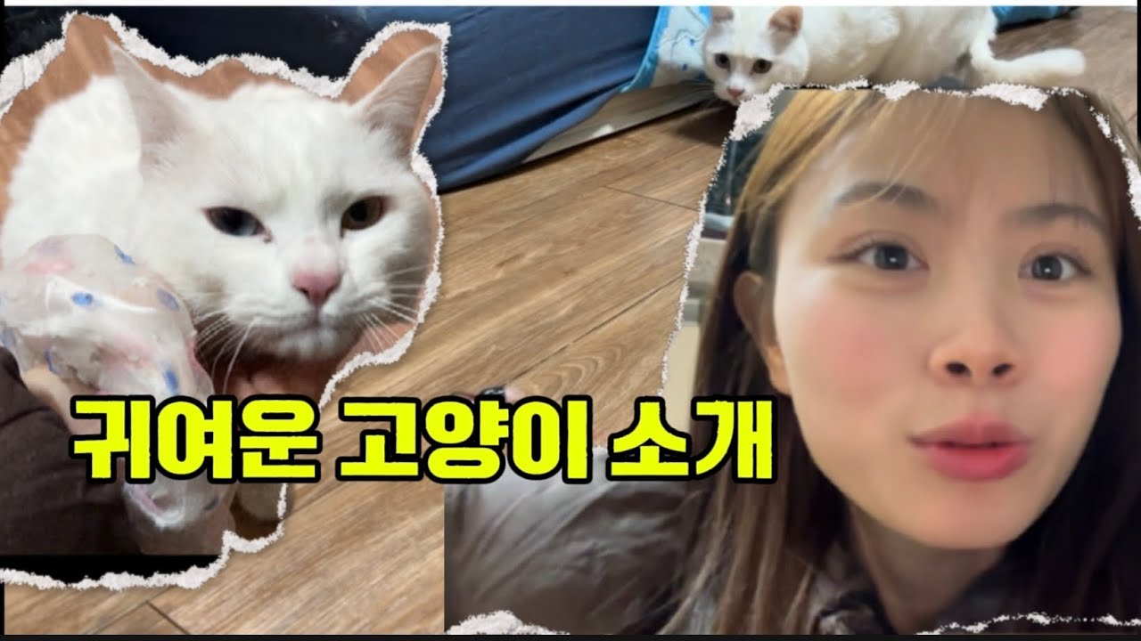귀여운 고양이 소개 … 나도 키우고 싶다 