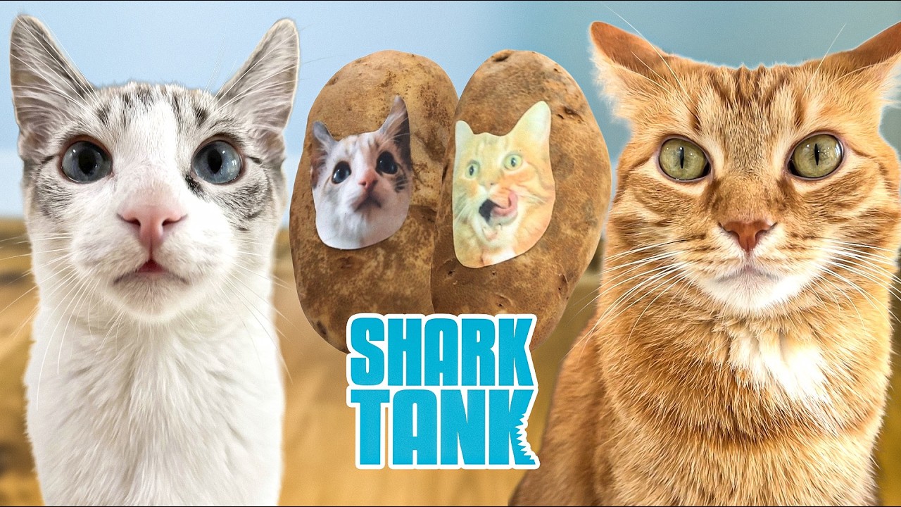 Мои кошки пробуют все продукты Shark Tank для кошек