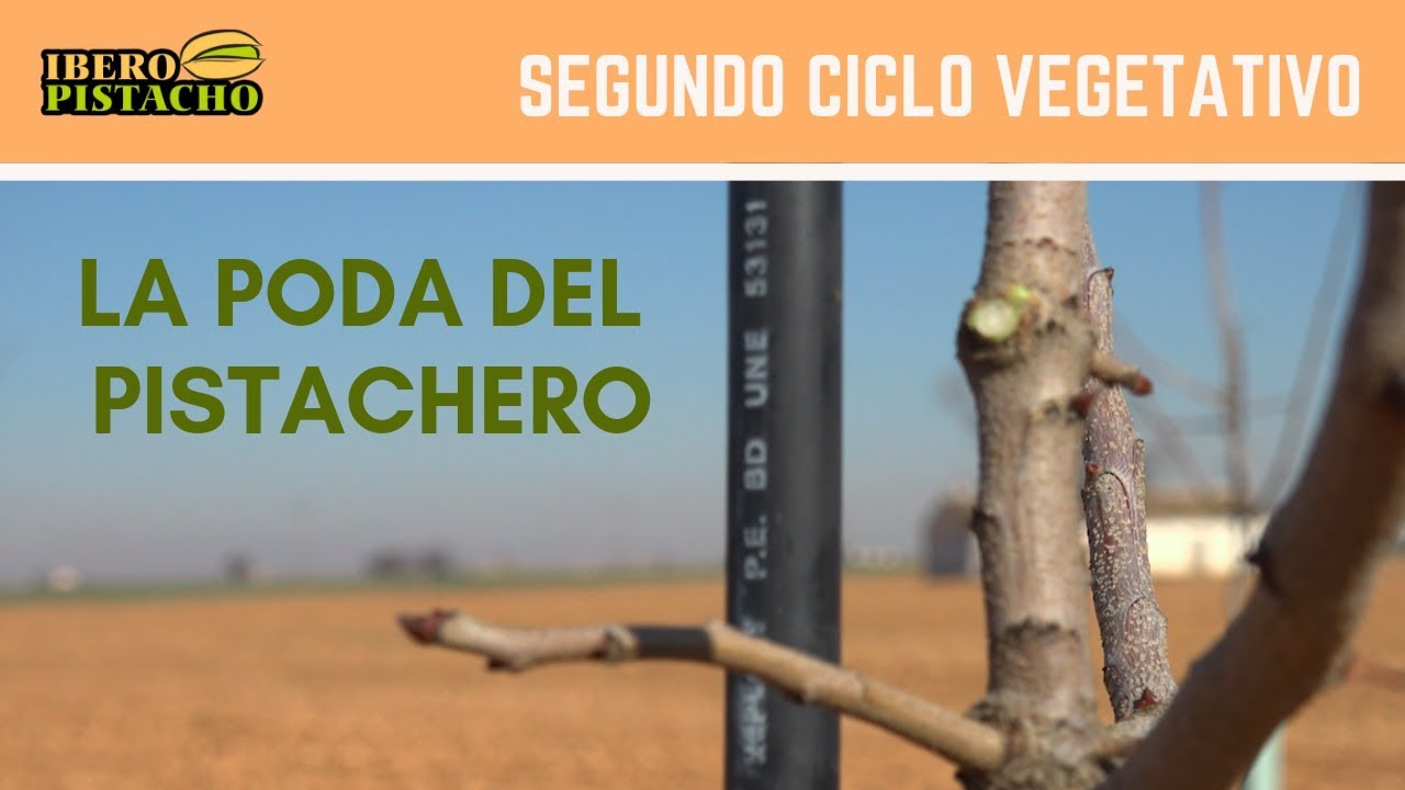 Обрезка Год 2 - Familia Alcaide - IberoPistacho