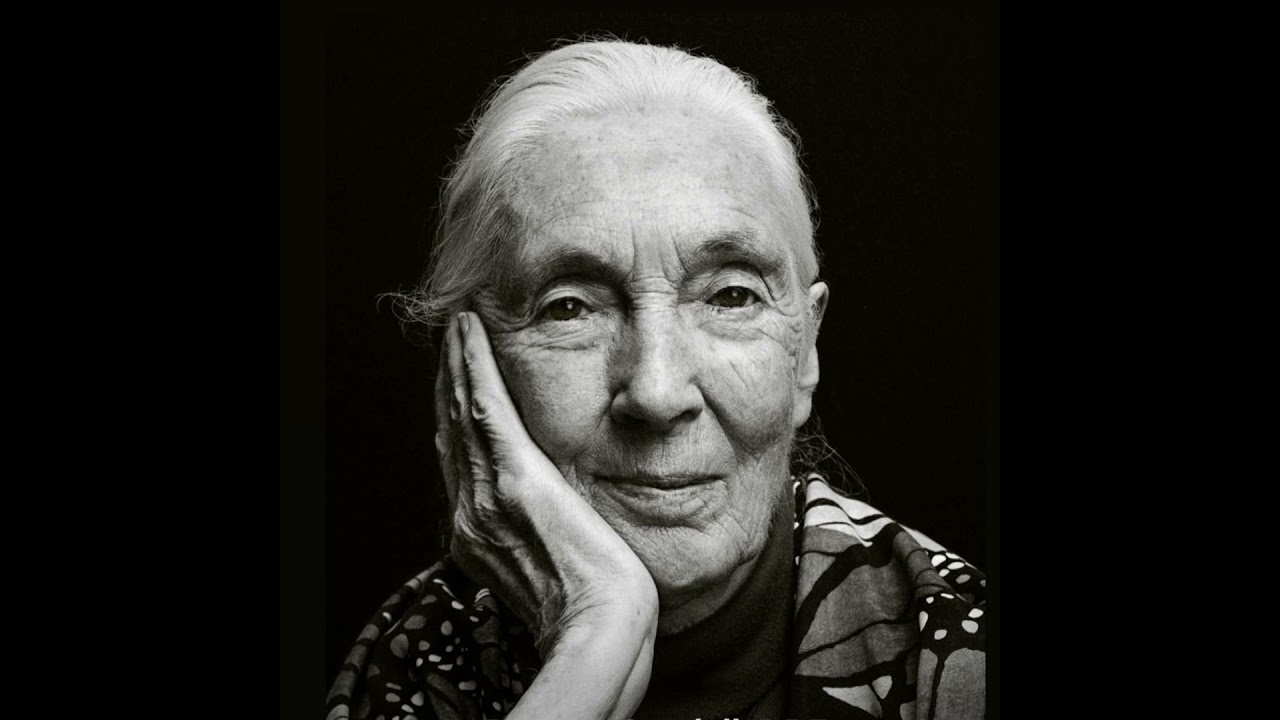 Hope in the Mist: Tribute to Jane Goodall & Other Stories from the Wild