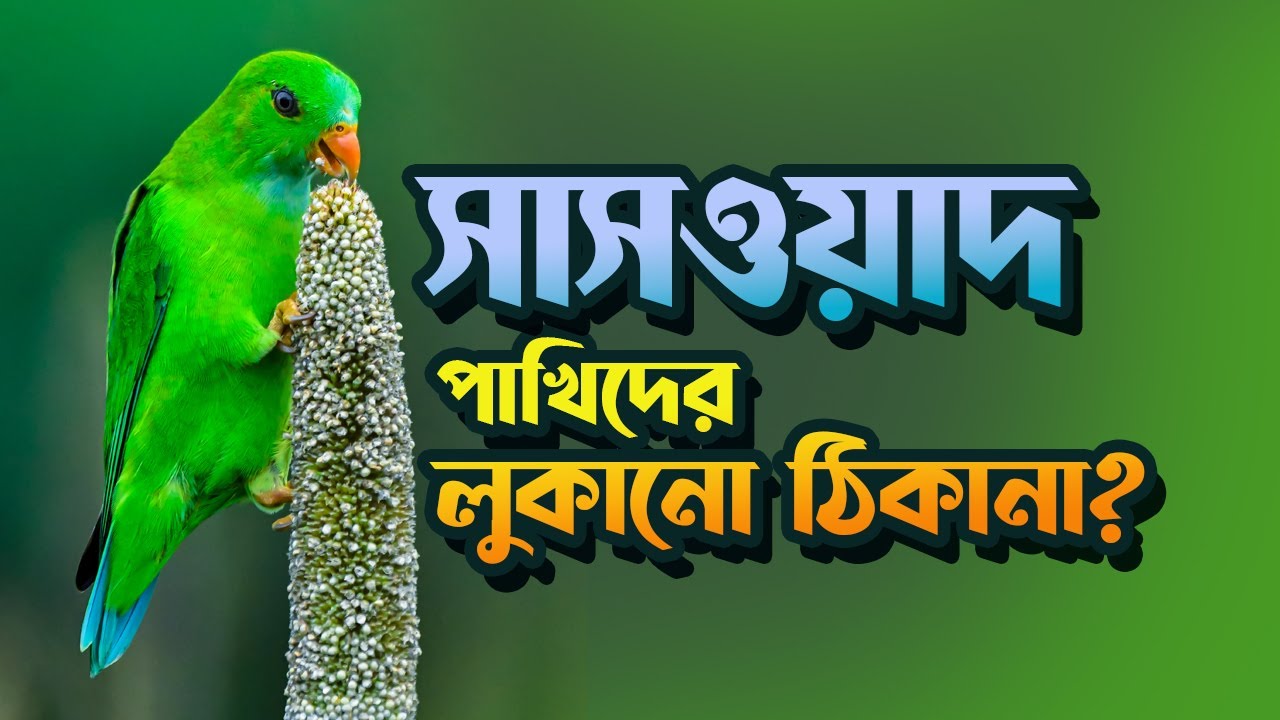 🦜 পাখি দেখতে অফবিট মহারাষ্ট্রে | Birds of Saswad Bhigwan | Birdwatching Guide