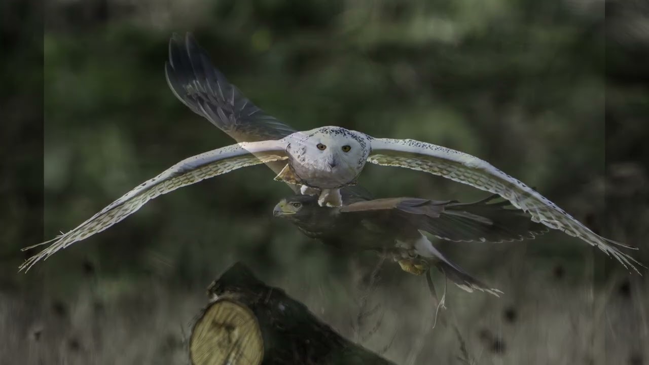 Hawk Conservancy Trust