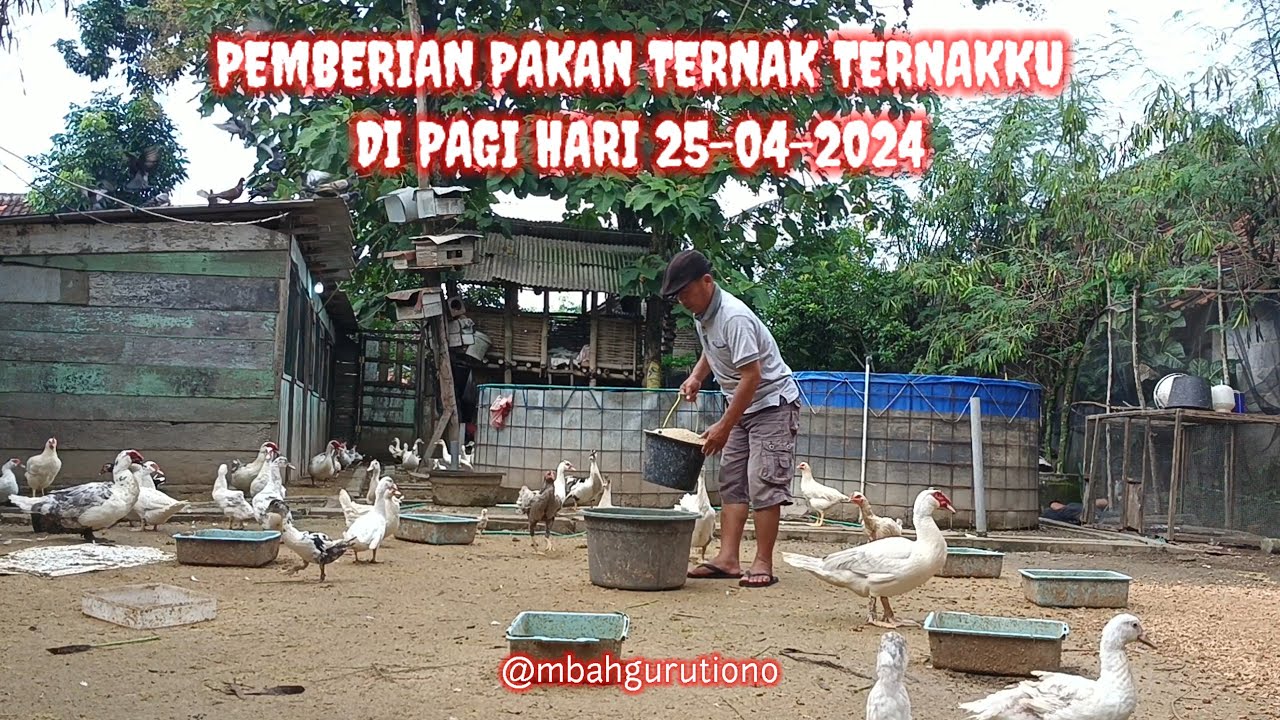 PEMBERIAN PAKAN TERNAK TERNAKKU DI PAGI HARI 25-05-2024 @mbahgurutiono
