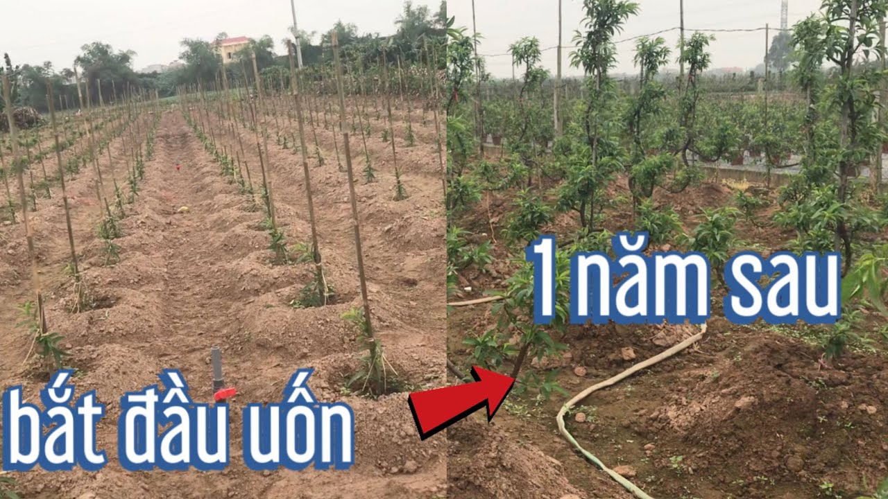 chia sẻ thật cách uốn đào ngũ phúc,đào tết,đào bích kép