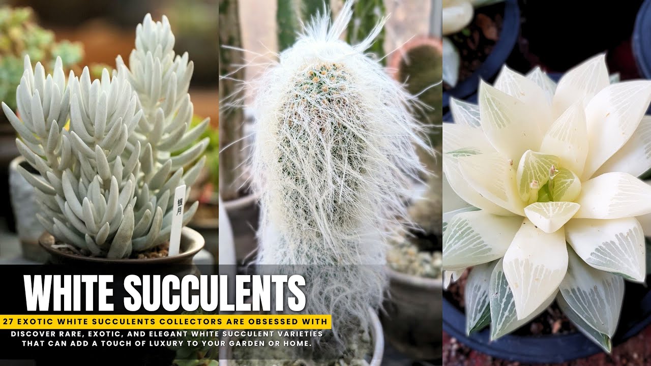 27 Best White Succulents You Can Grow