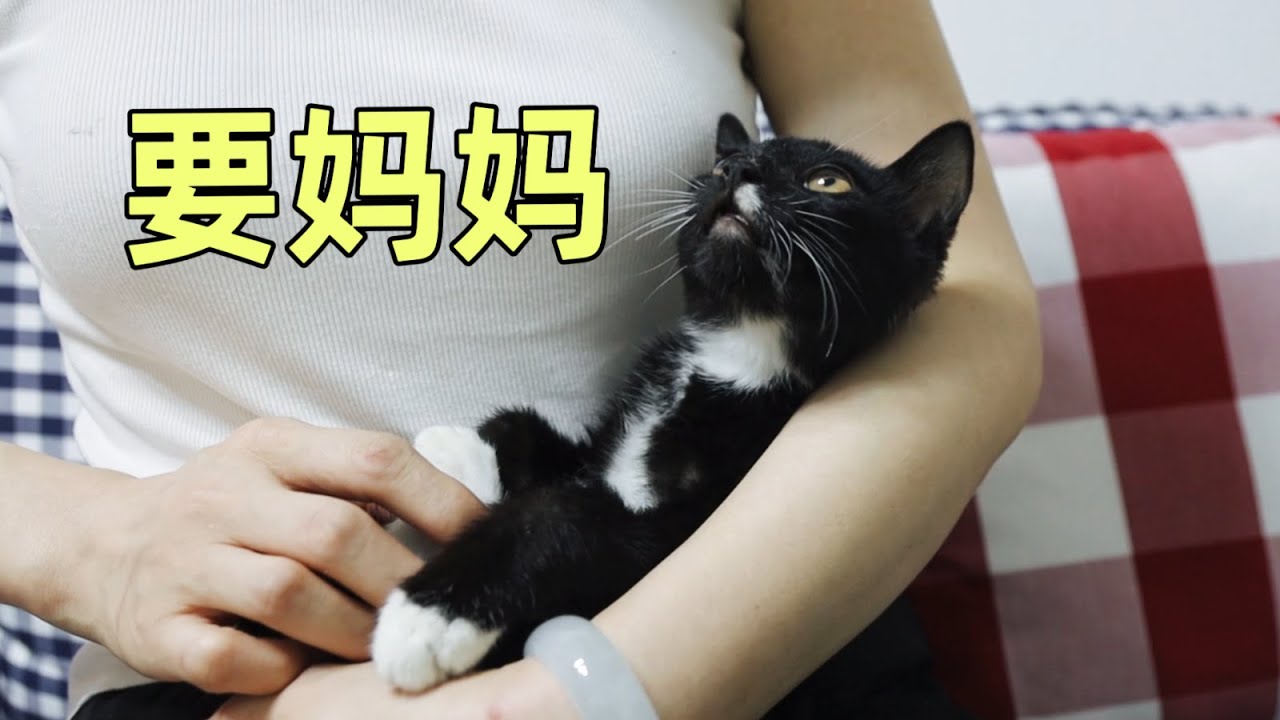新來小浪貓日夜啼哭，我決定把貓媽媽一起抓回來，實現一家團聚｜李喜猫