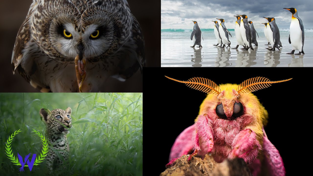 2025 Wilder Photography Competition - LIVE RECAP