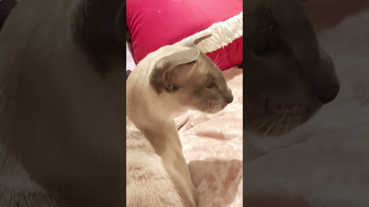 #orientalkittens #leonardo #josie #galina #emerald #dior ORIENTAL LOVELY LEONARDO DIOR GALINAS BABY