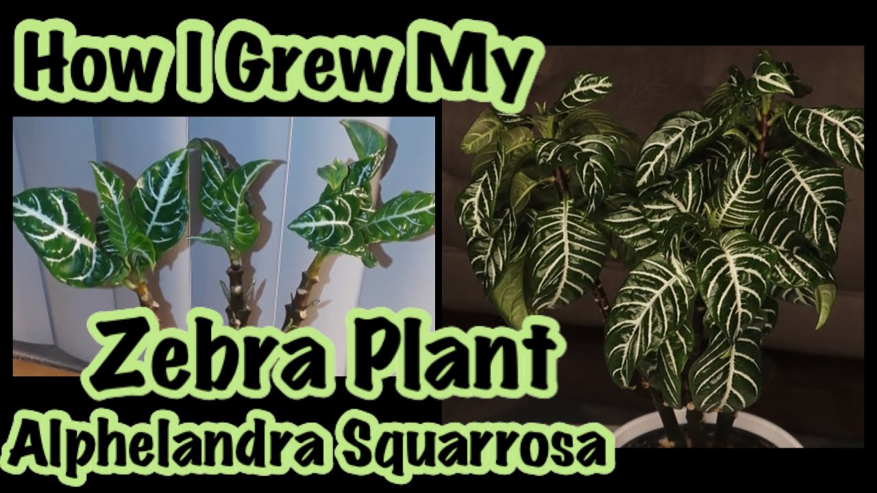 ZEBRA PLANT UPDATE