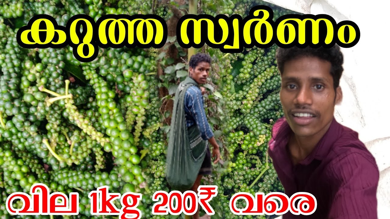 കുരു മുളക് പറിക്കാൻ പോയി.Black pepper vlog