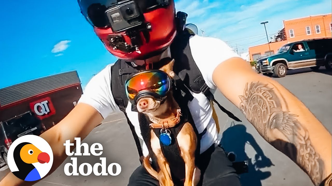 Chihuahua's Love Going On Motorcycle Rides With Their Dad | The Dodo