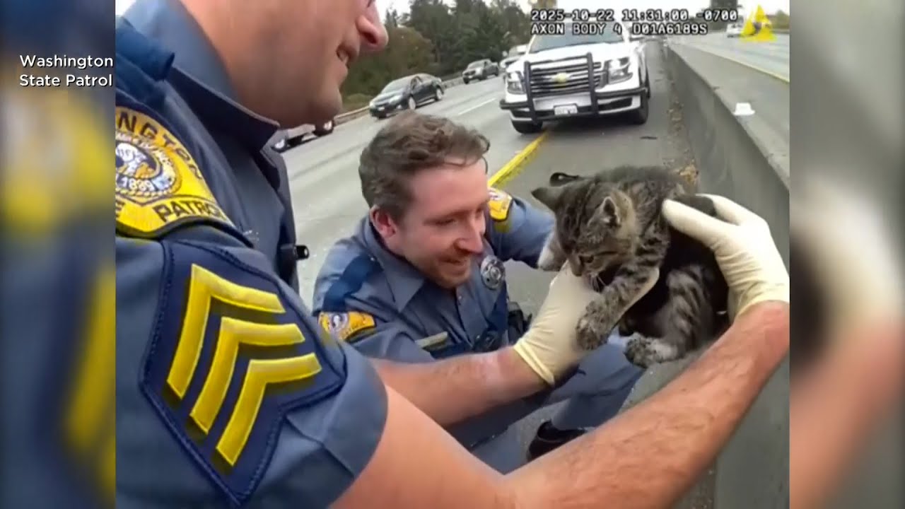 Washington State troopers rescue cat from freeway, and that's not even the cutest part of the story