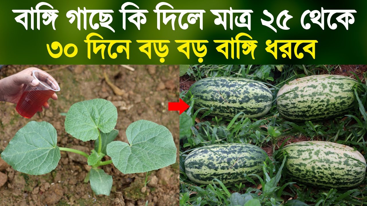 বাঙ্গি গাছে কি দিলে মাত্র ৩০ দিনে বড় বড় বাঙ্গি ধরবে | Melons Cultivation