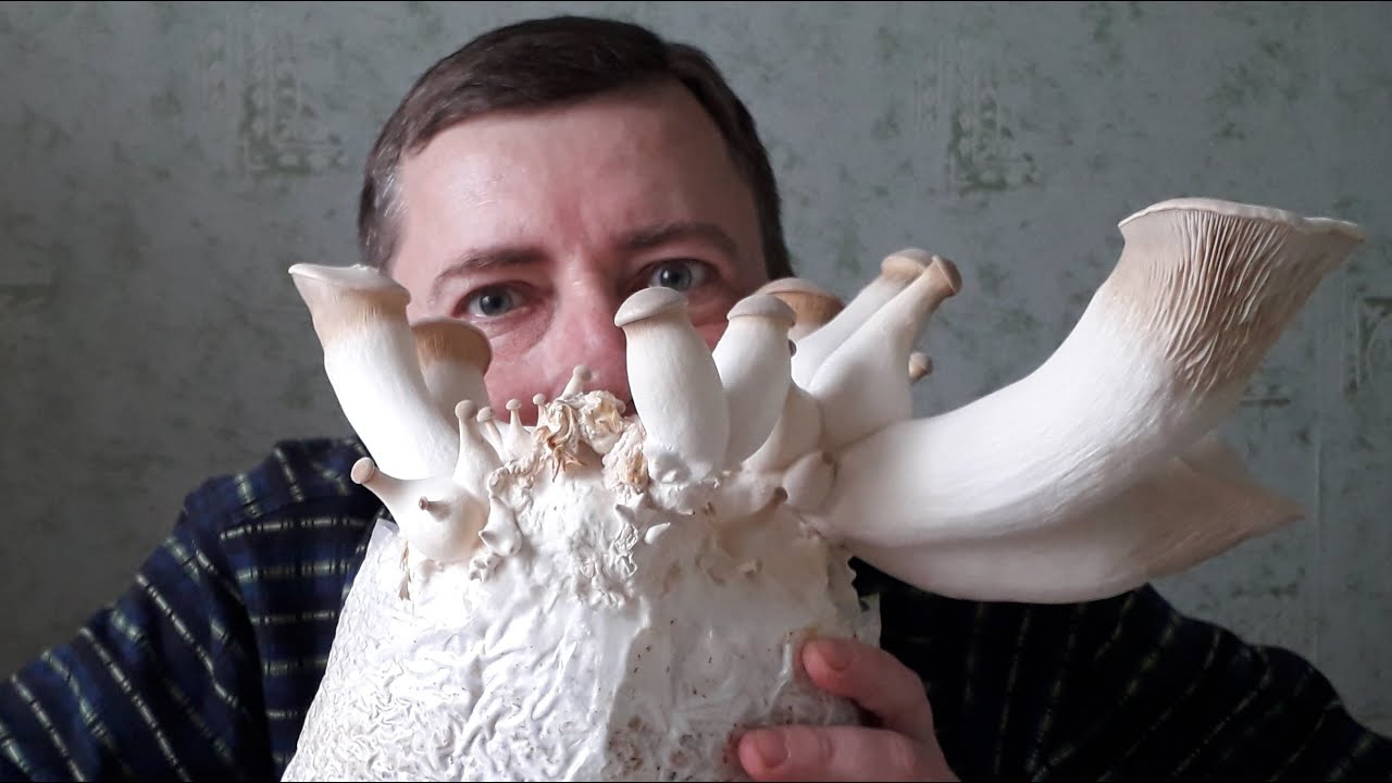 Эринги - пришелец из космоса. Королевская вешенка!