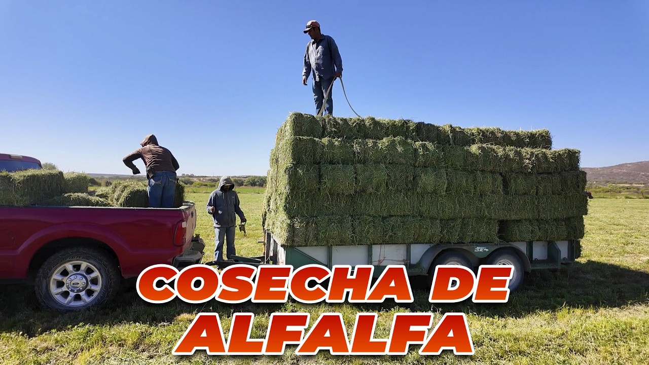 Cortamos PACAS DE ALFALFA, tiempo de cosecha| Rancho Cinco Talentos