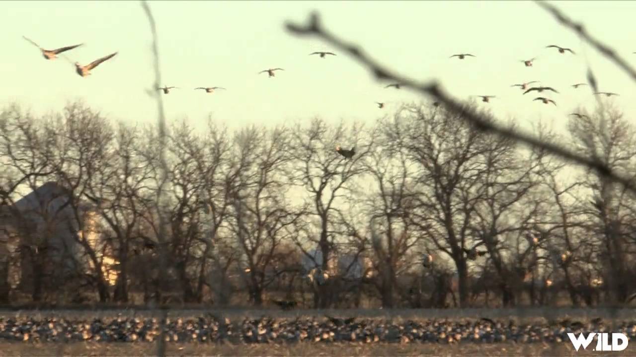 The Fowl Life - Take Me Out to The Ball Game Take Me Outto Hunt Kansas Geese