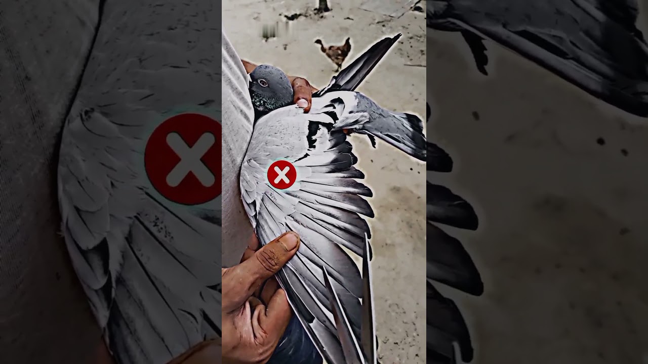 how to cut pigeon wings #pigeon#wings#kabutar #pigeonsworld7