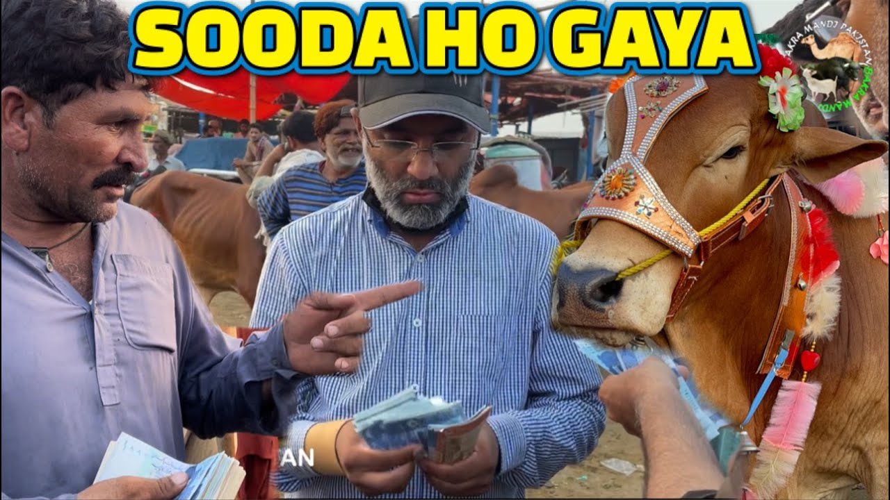 SEASON 2022 SOODA LIVE FULL VIDEO BAKRA MANDI PAKISTAN