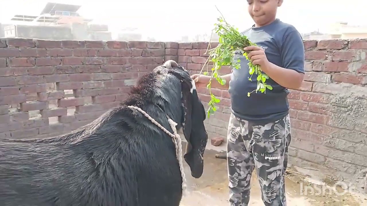 Friday special update/ Beautiful janwar for Qurbani 2026