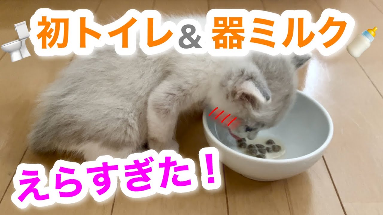 【保護猫8日目】哺乳瓶卒業？！初めてミルクをお皿で出された時の子猫の成長記録🍼