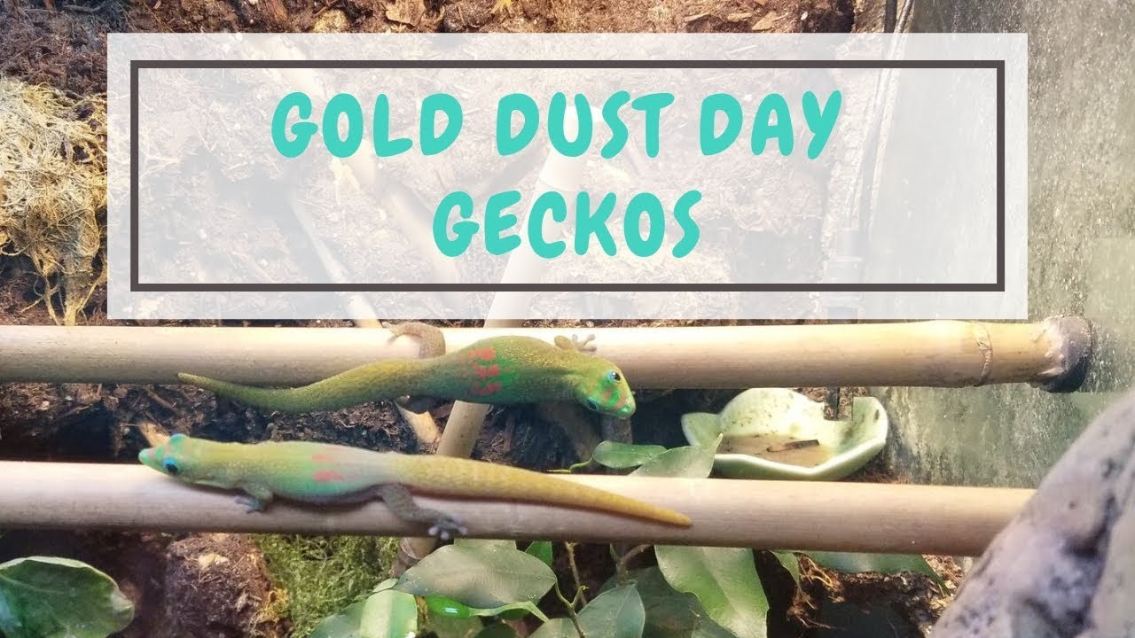 Gold Dust Day Gecko - Unboxing & Care