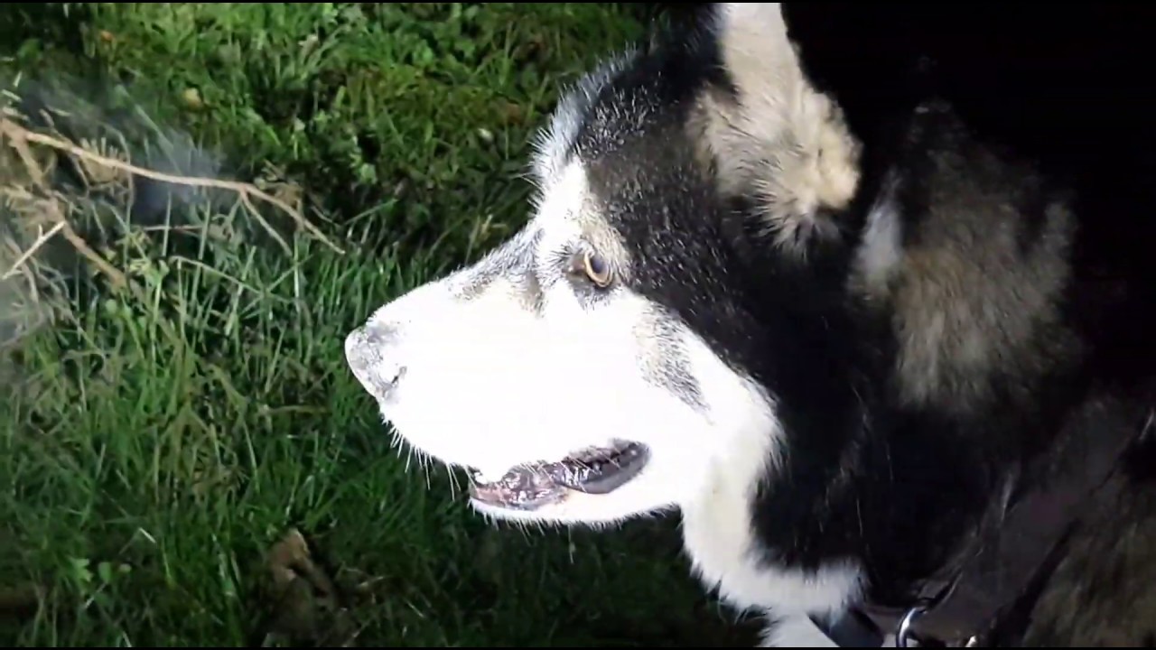 Night time wander captures scary eyes watching us