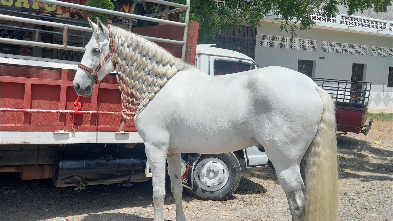 Los mejores caballos de El Salvador en Santa Rosa de lima