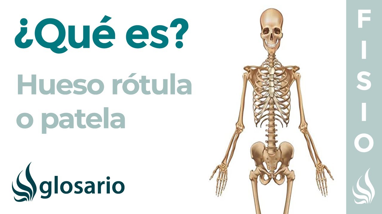 Hueso R&Oacute;TULA o PATELA | Qu&eacute; es, significado, ubicaci&oacute;n, funci&oacute;n y lesiones