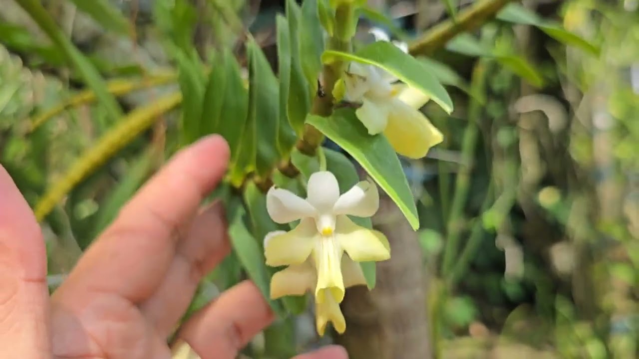 November Walk || Quick Visit || Collections || Green Babies || V330